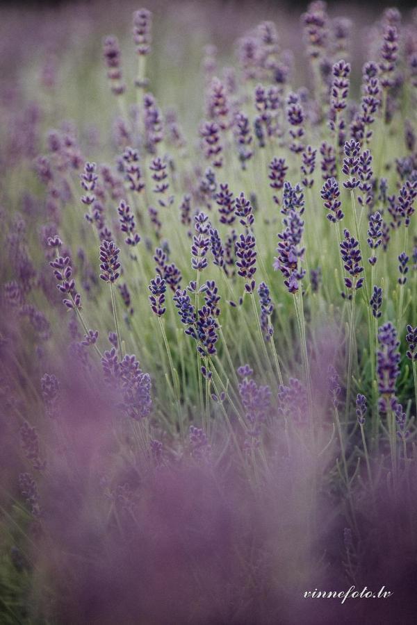 Lavender Villa Grobina Exterior photo