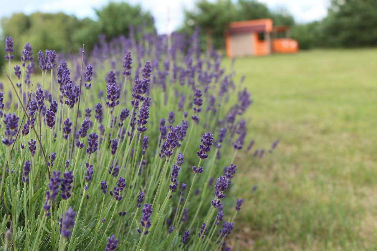 Lavender Villa Grobina Exterior photo